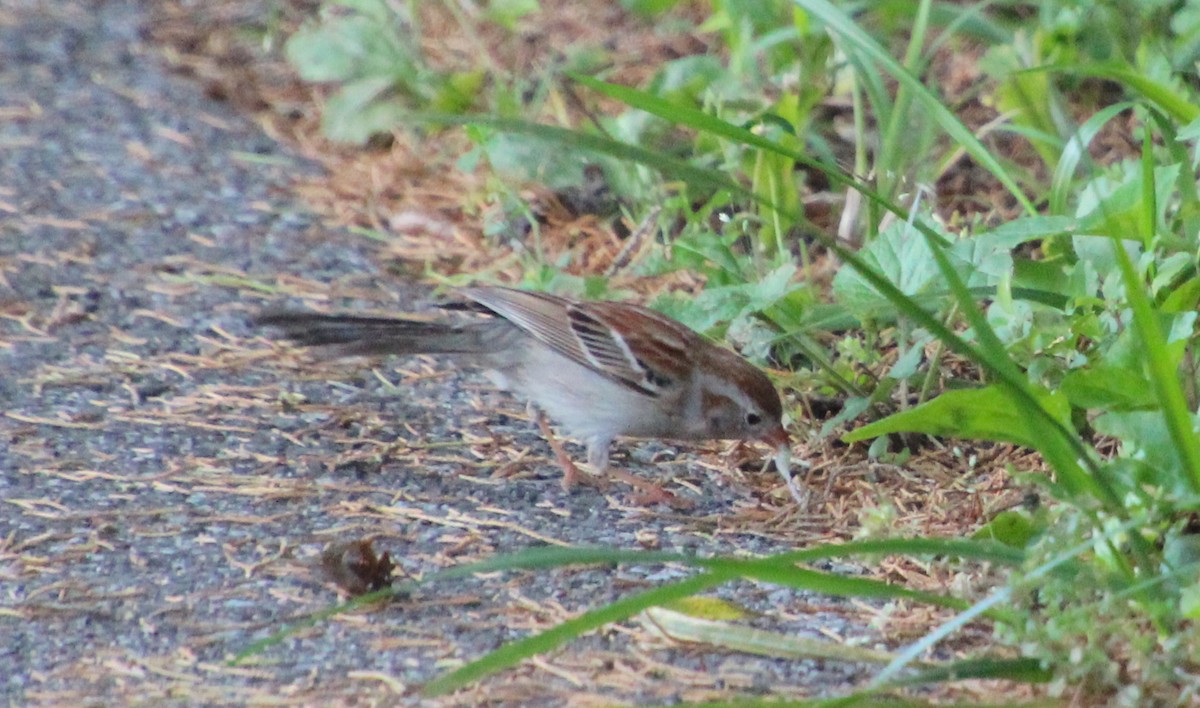 Field Sparrow - Carole Swann