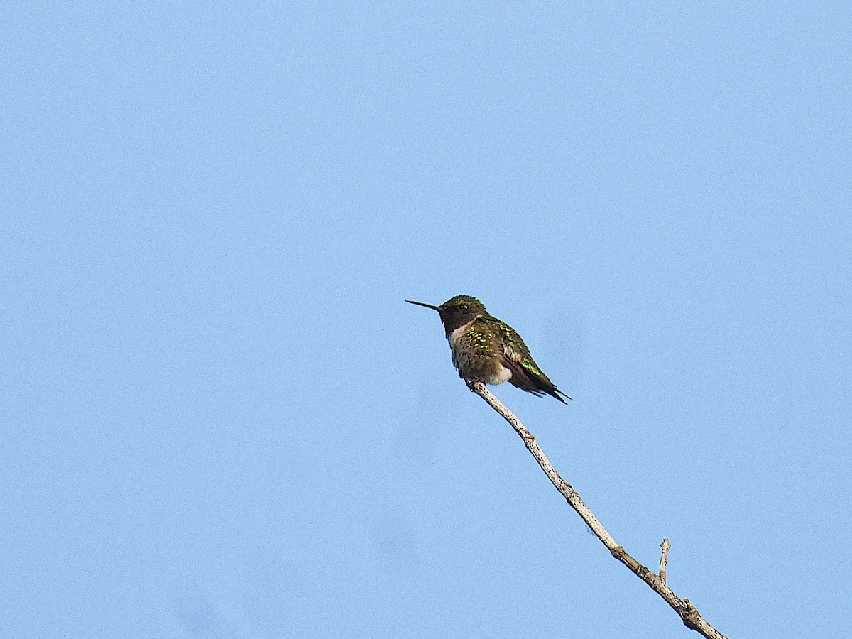 Ruby-throated Hummingbird - Don Henise