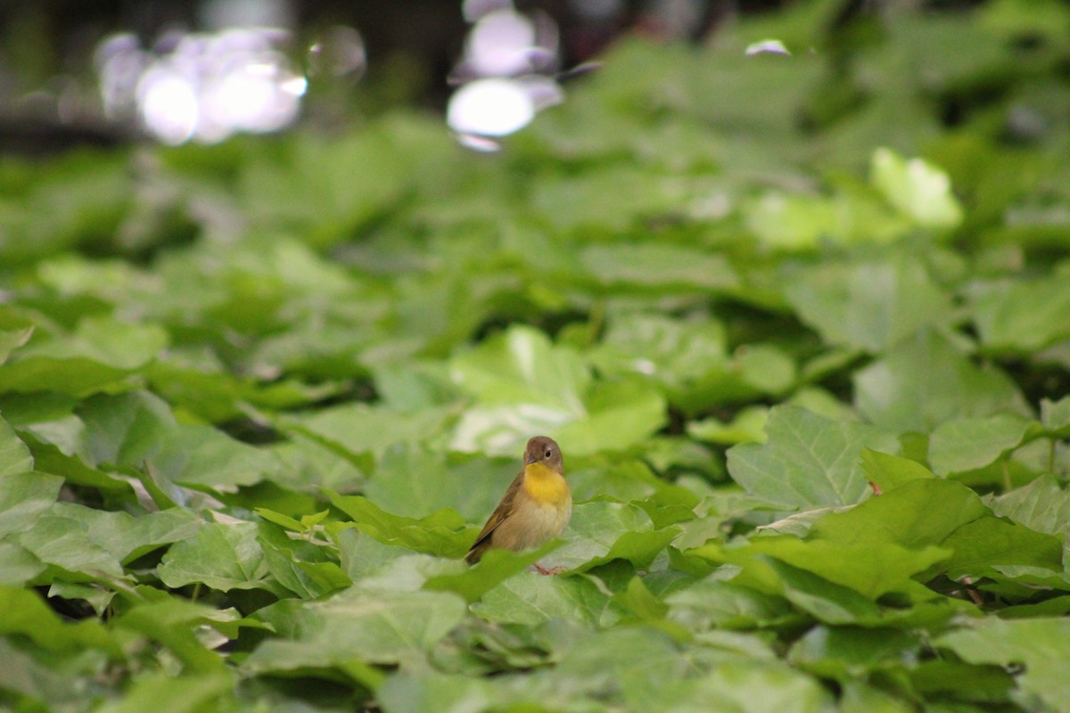 Common Yellowthroat - Jennifer Burko