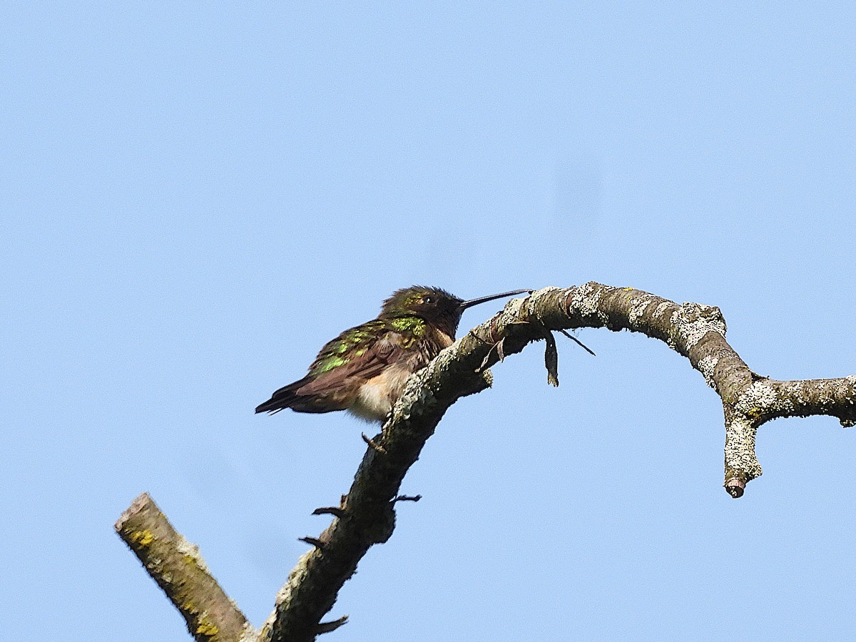 Ruby-throated Hummingbird - Don Henise
