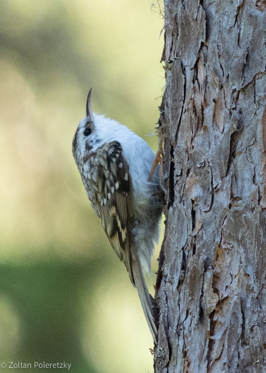 Eurasian Treecreeper - Zoltan Poleretzky