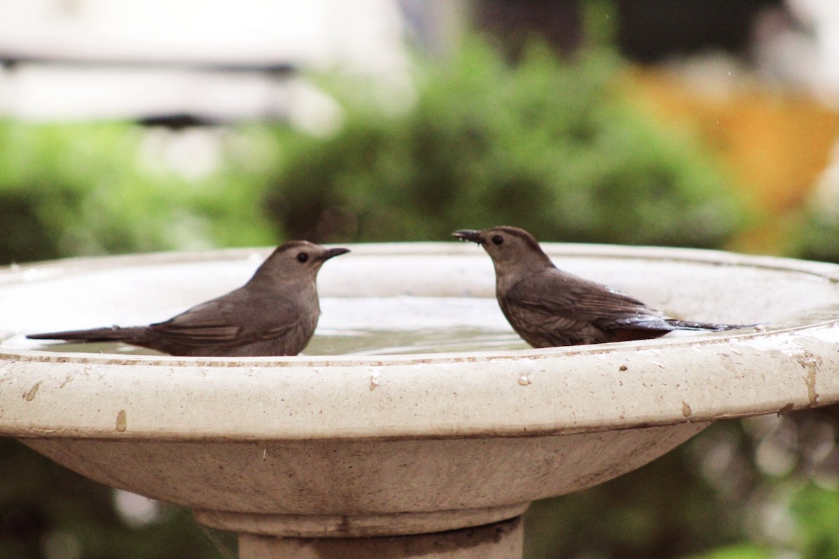 Gray Catbird - Jennifer Burko