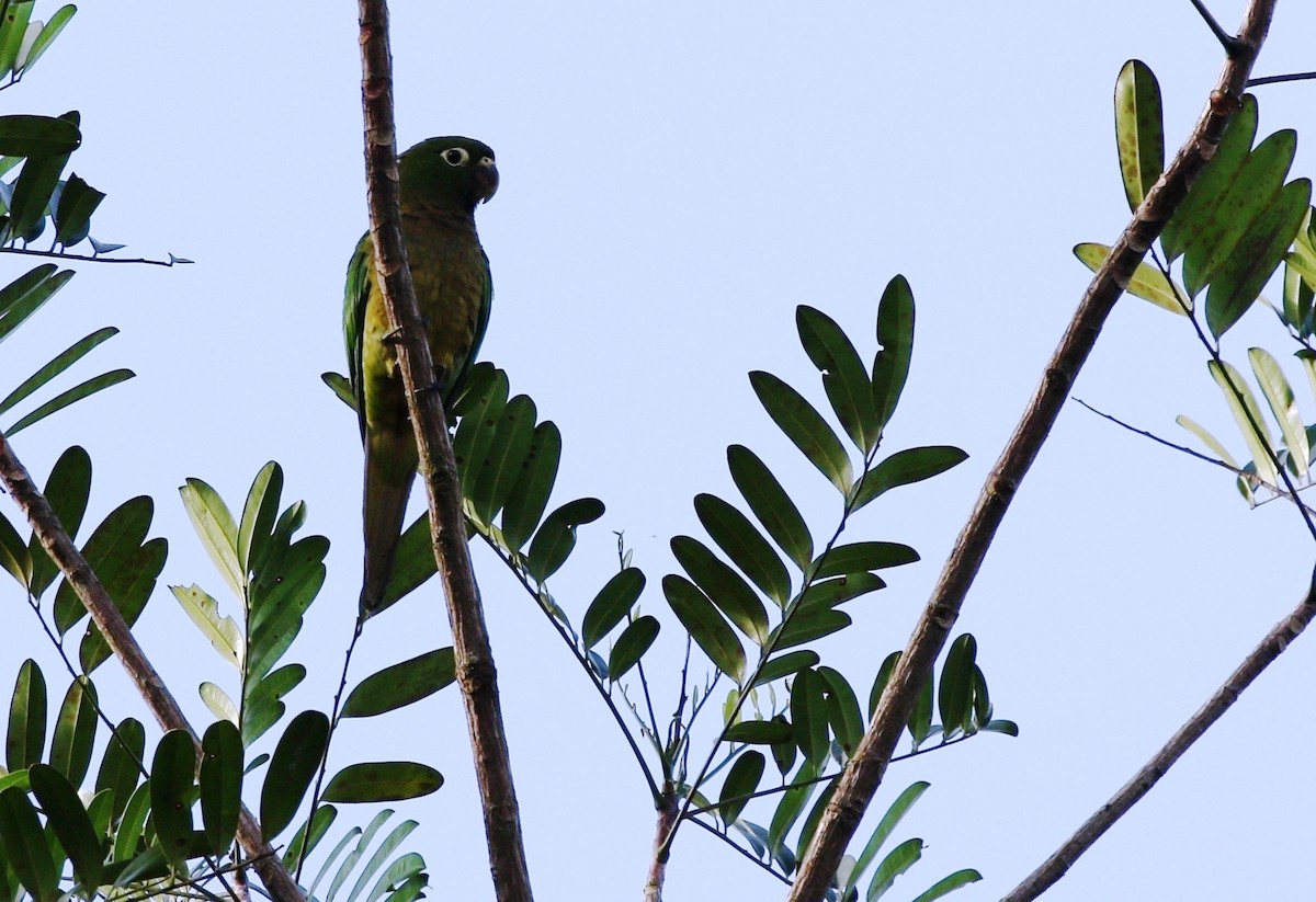 Olive-throated Parakeet - Richard Greenhalgh