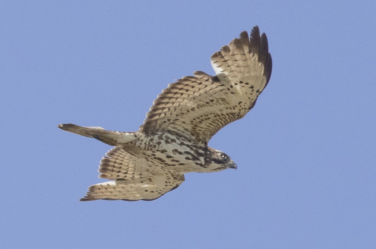 Broad-winged Hawk - John Dickson