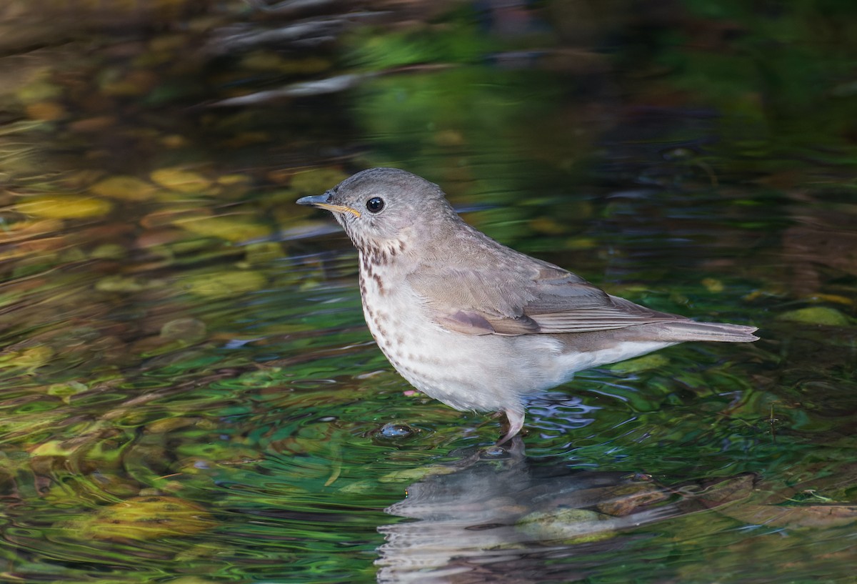 Gray-cheeked Thrush - Nick Saunders