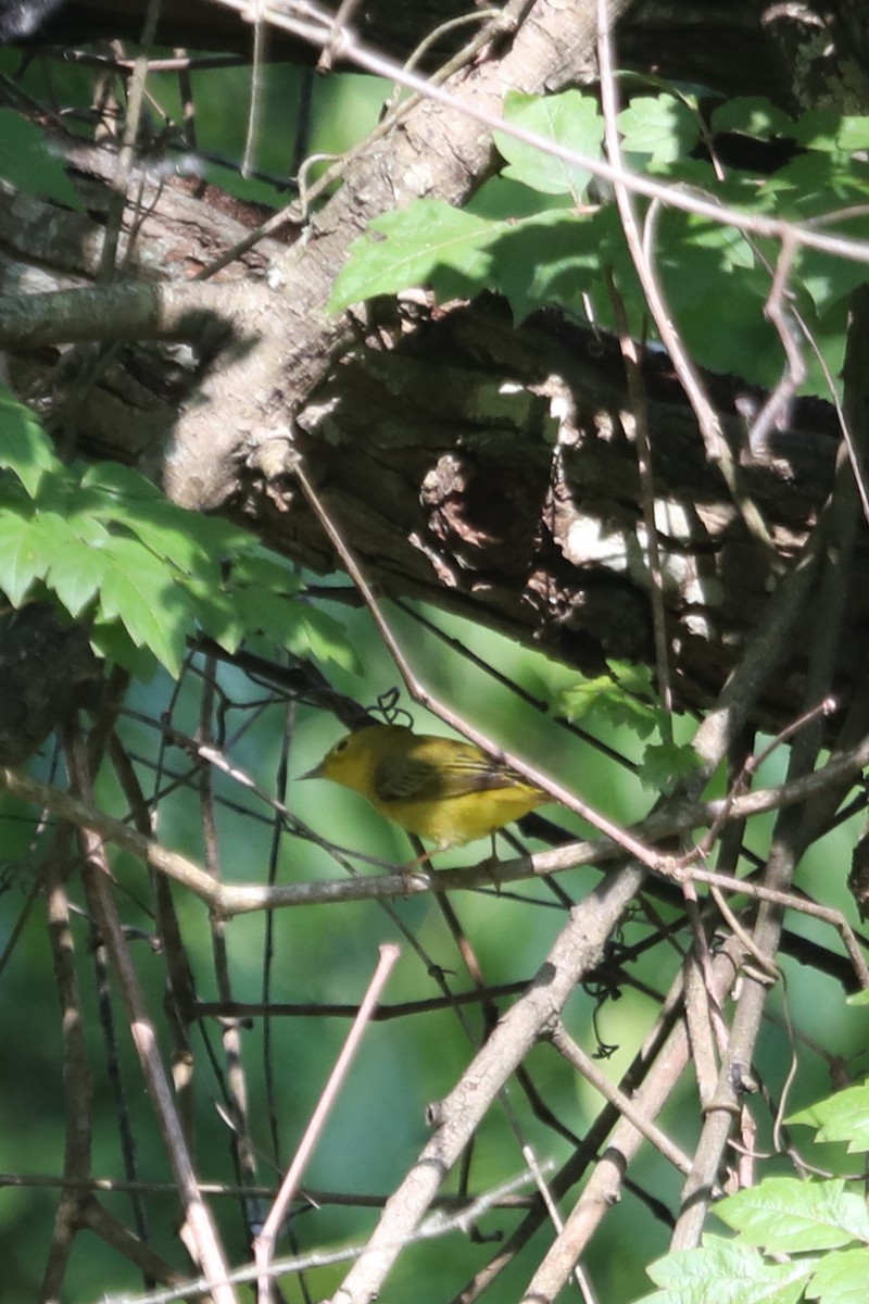 Yellow Warbler - Emily Holcomb