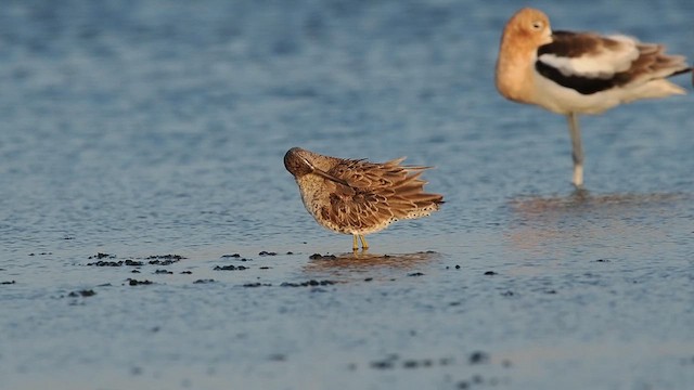 Short-billed Dowitcher - ML619363771