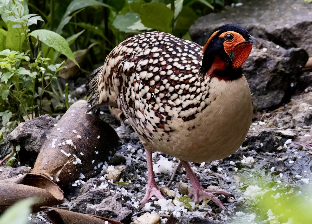 Cabot's Tragopan - ML619363776