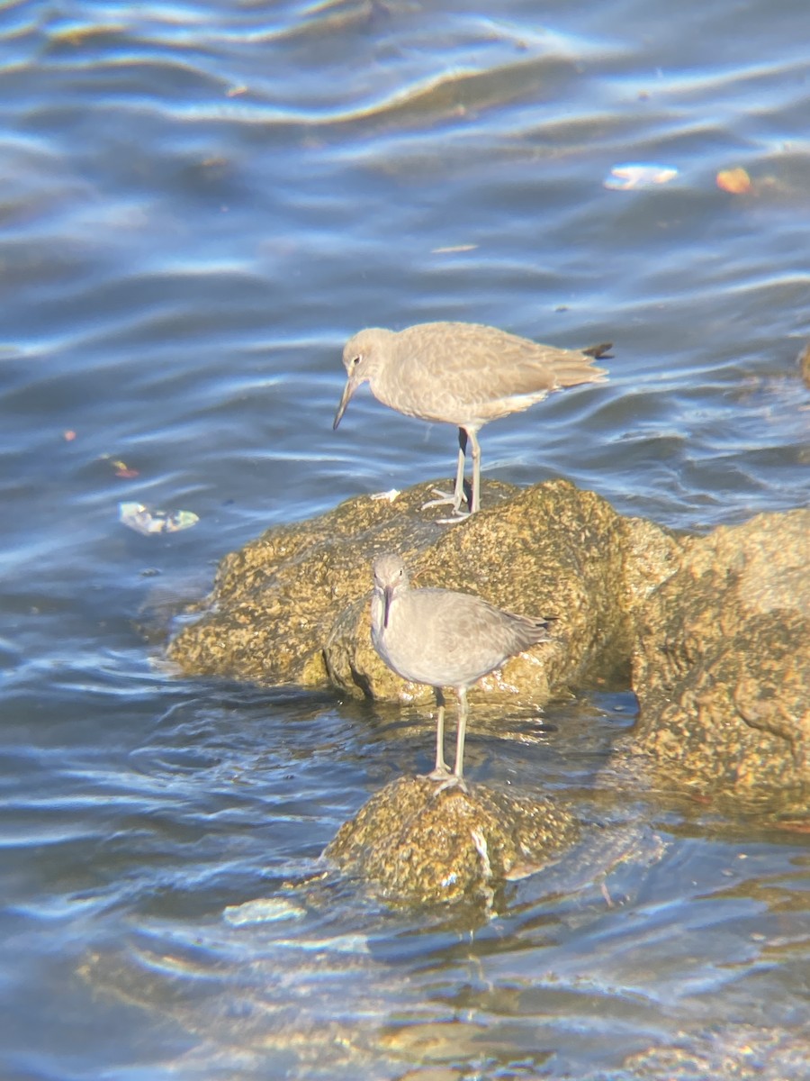 Willet - ML619363787