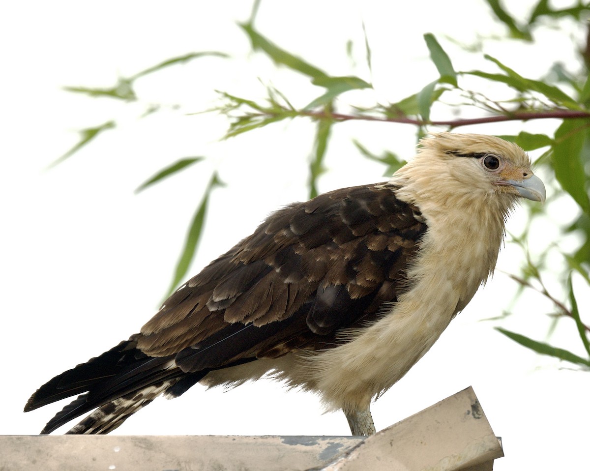 Yellow-headed Caracara - william tyrer