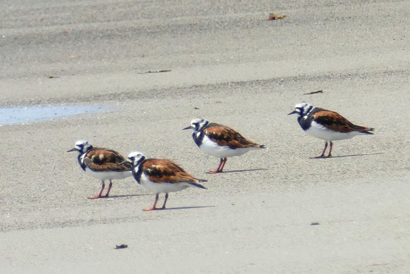 Ruddy Turnstone - ML619363794