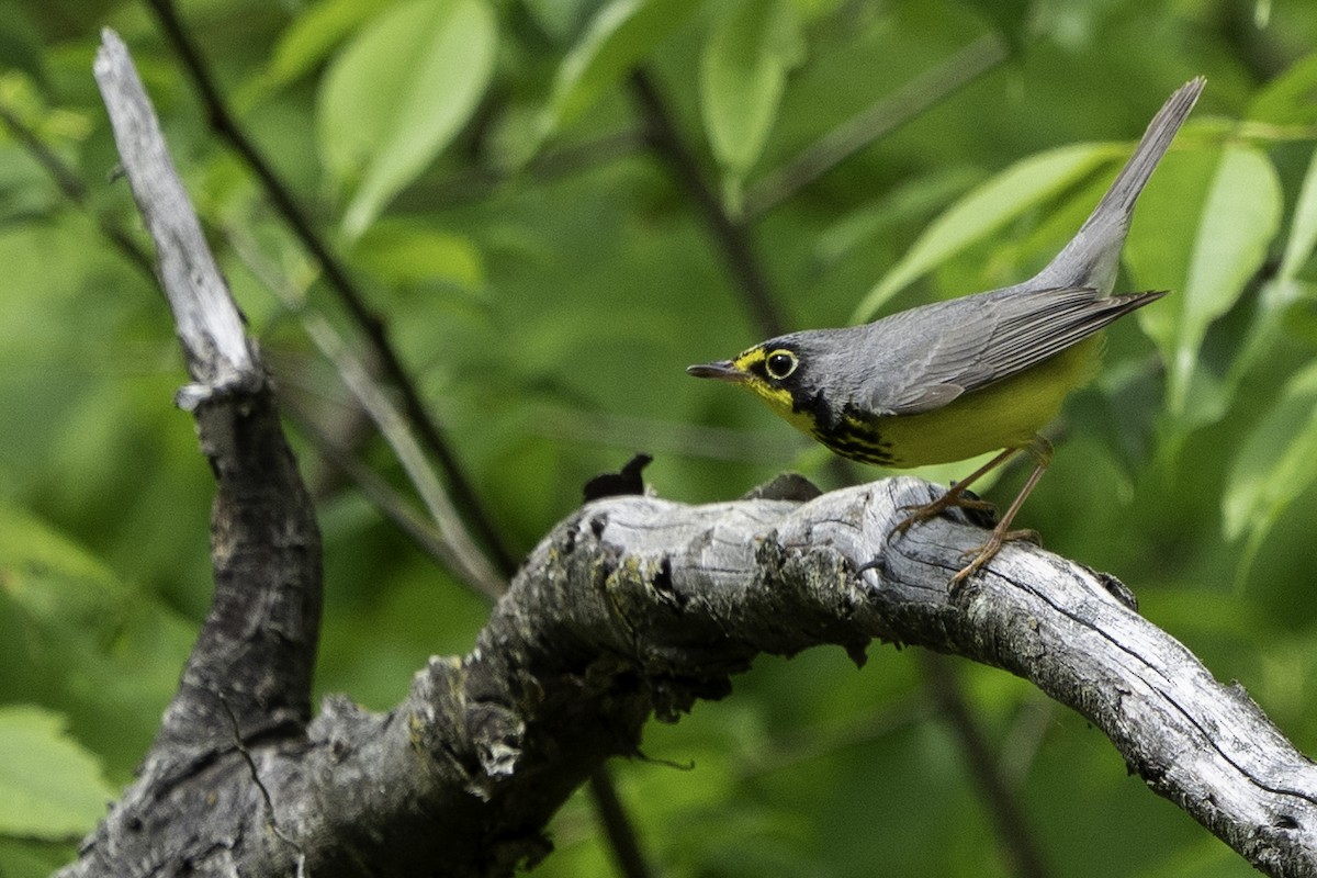 Canada Warbler - Ben Nieman