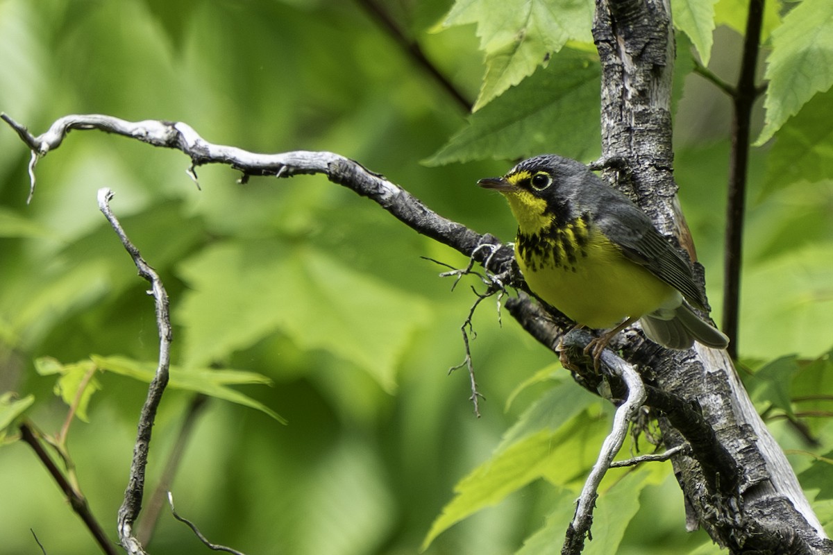 Canada Warbler - Ben Nieman