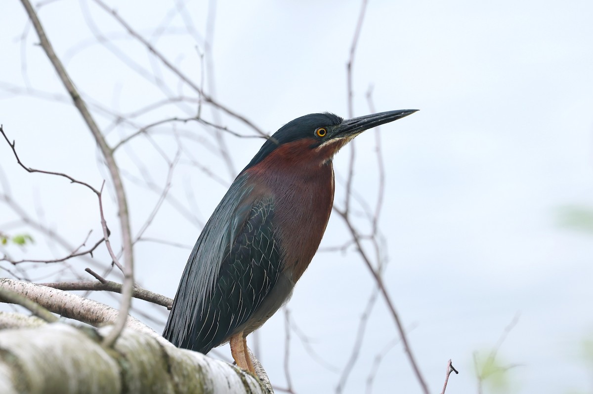 Green Heron - Marie Provost