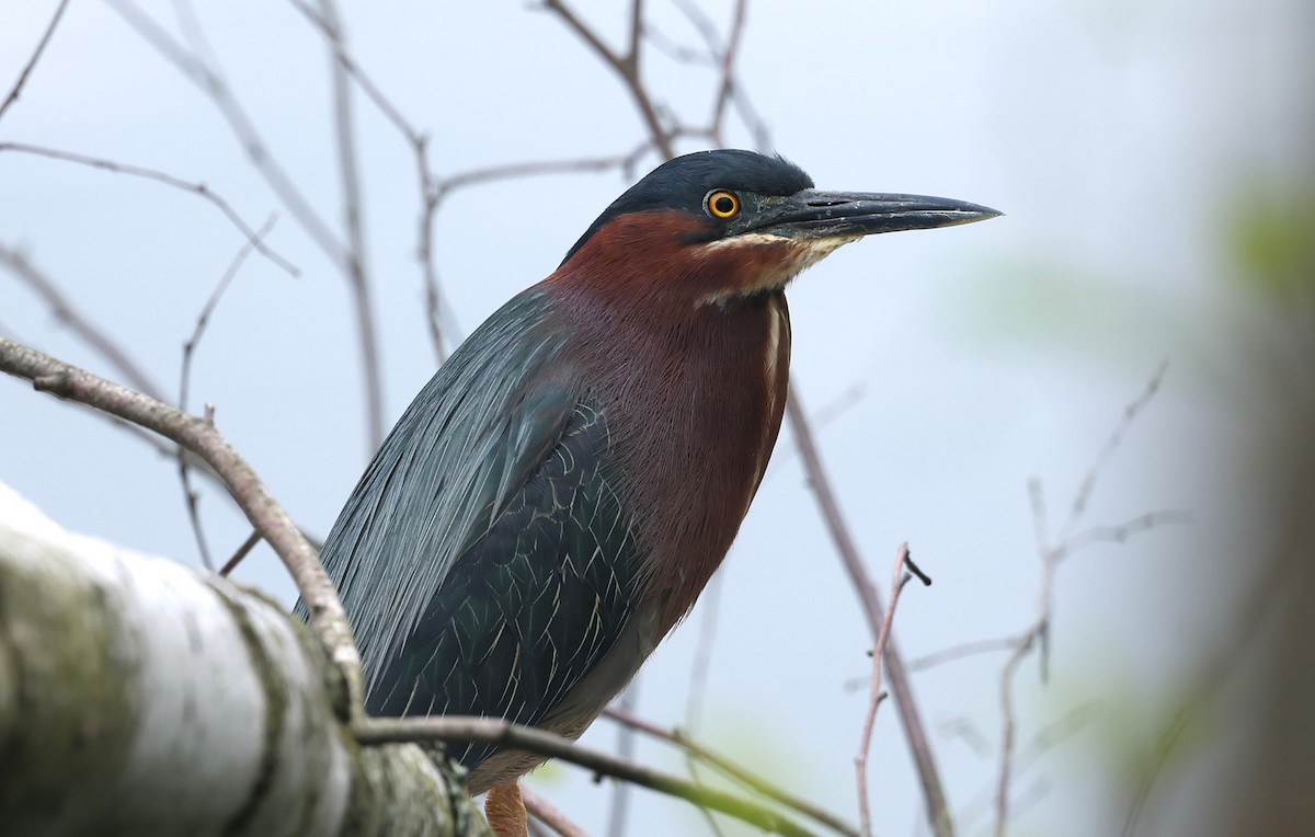 Green Heron - Marie Provost