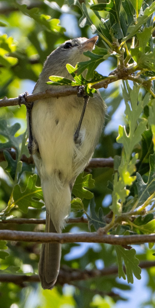 Bell's Vireo - Sam Zuckerman