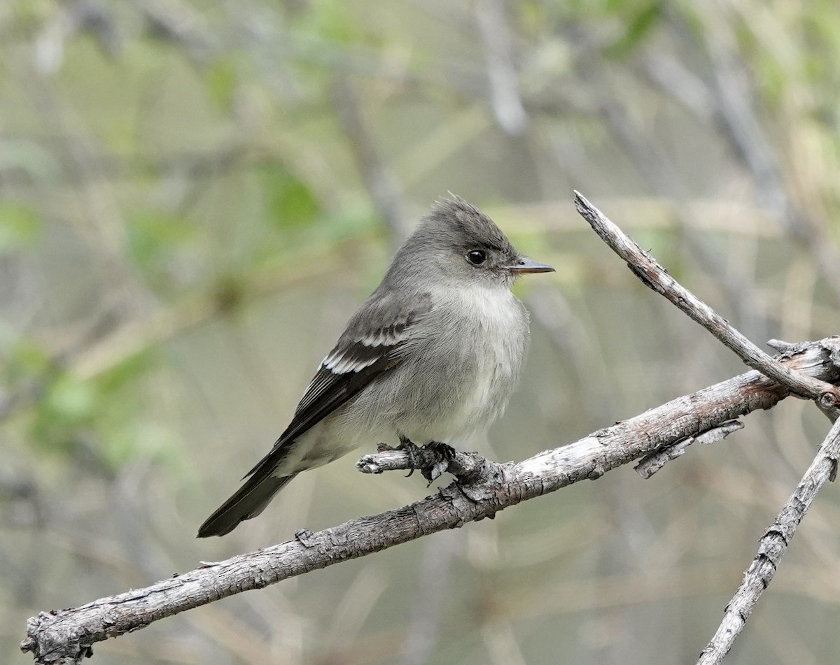 Western Wood-Pewee - Patricia Cullen