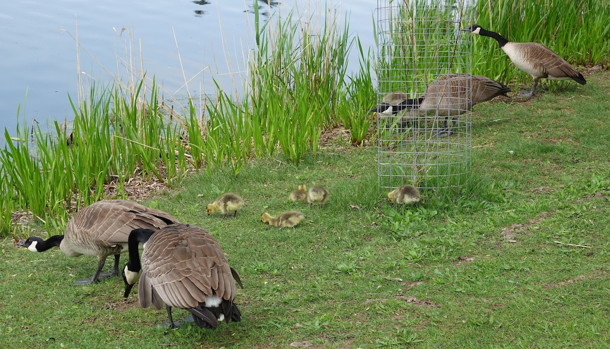 Canada Goose - Keith Baxter