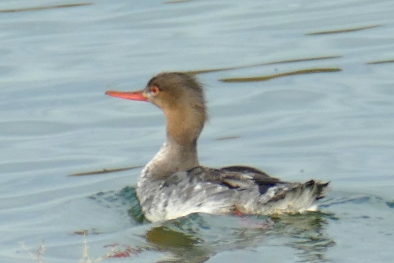 Red-breasted Merganser - Brad Woodward