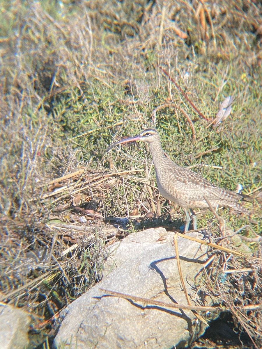 Whimbrel - ML619363862