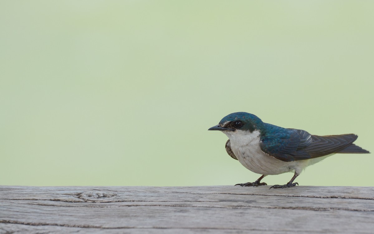 Mangrove Swallow - Luis Trinchan