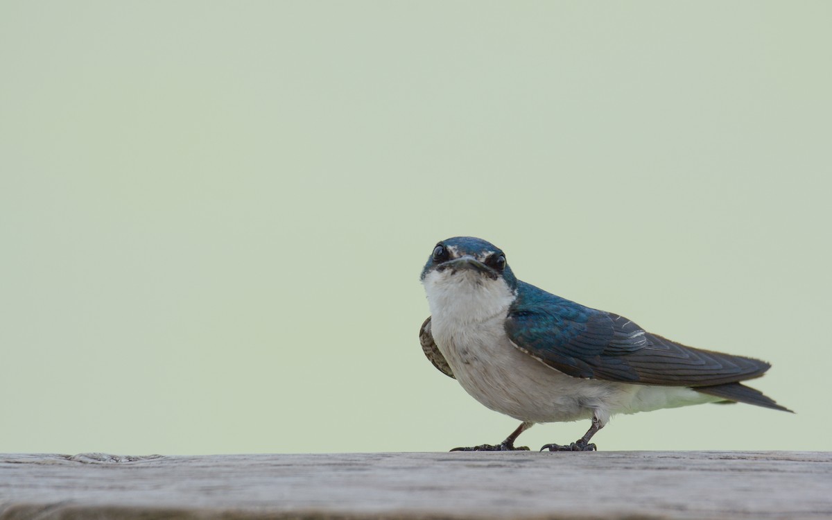 Mangrove Swallow - Luis Trinchan