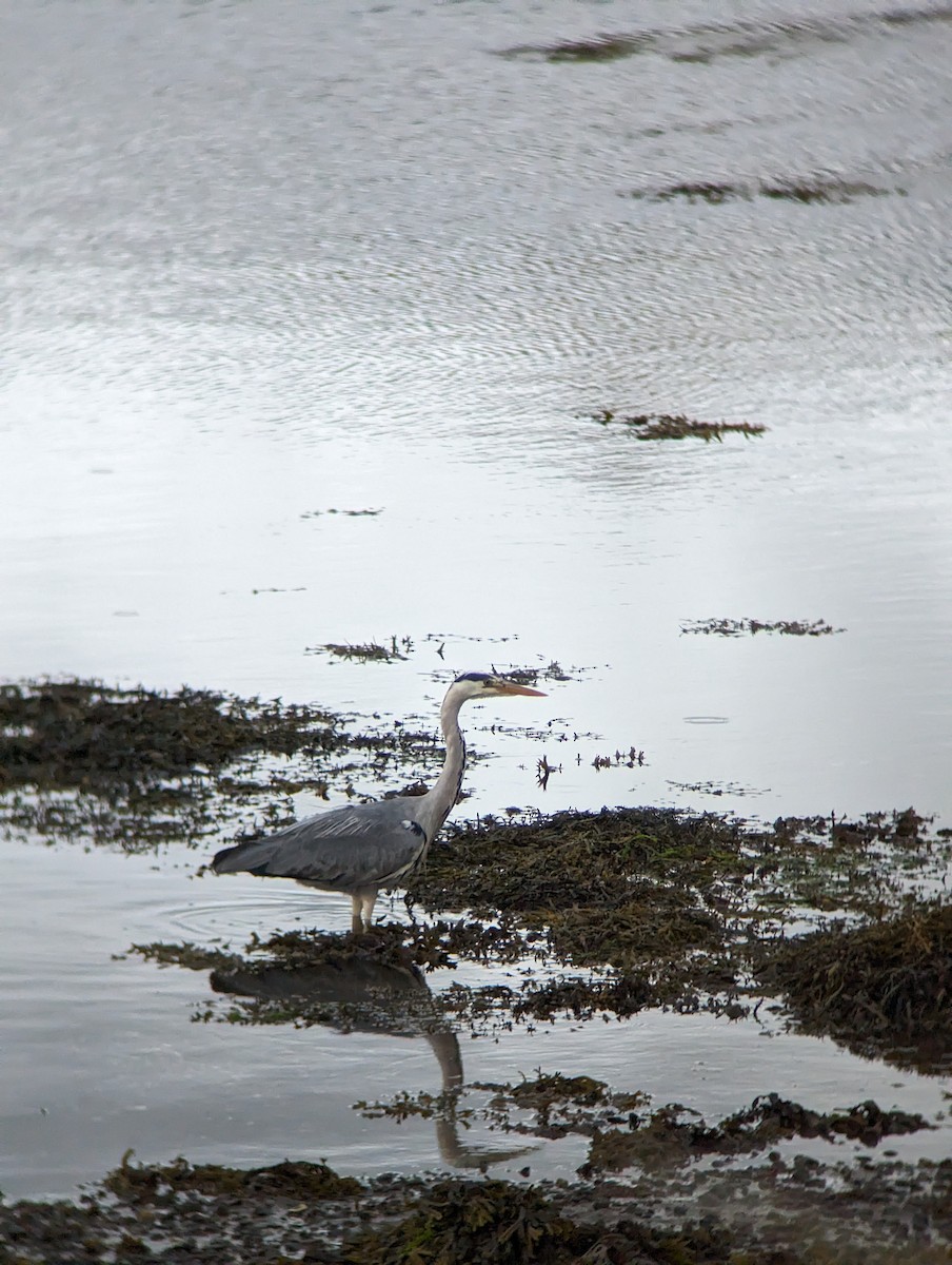 Gray Heron - Davis Ingram