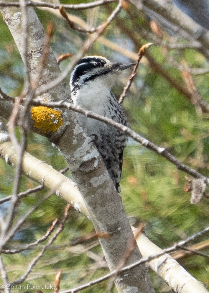 Eurasian Three-toed Woodpecker (Eurasian) - Zoltan Poleretzky