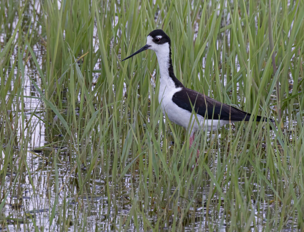 Black-necked Stilt - ML619363908