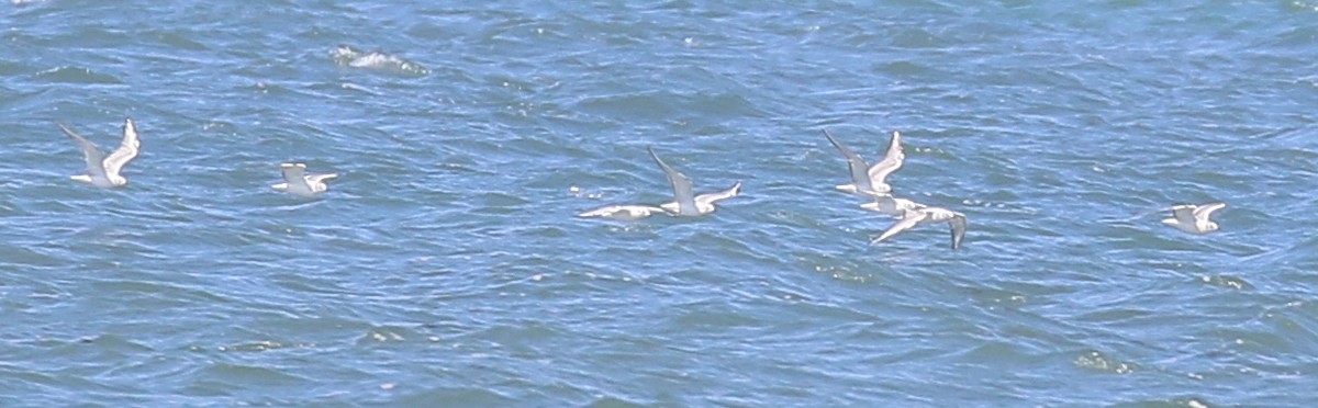 Bonaparte's Gull - Debby Parker