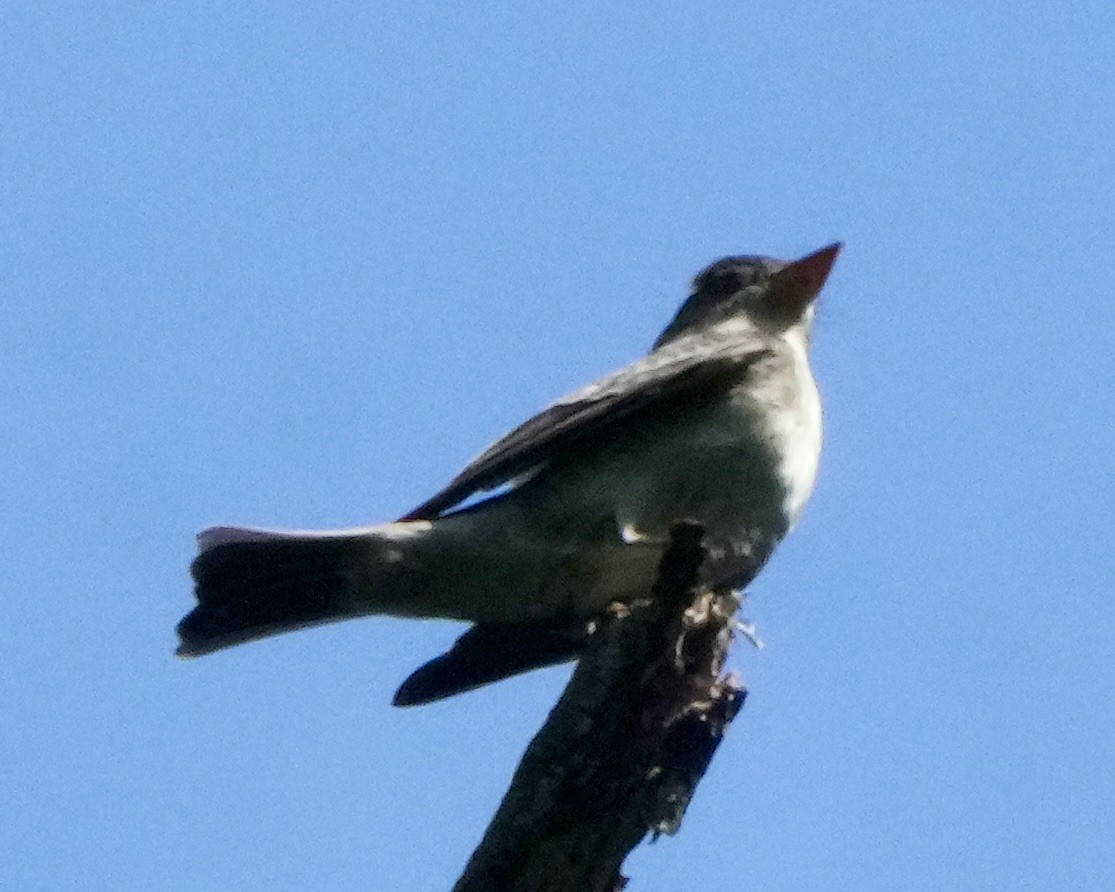 Olive-sided Flycatcher - Charlene Fan