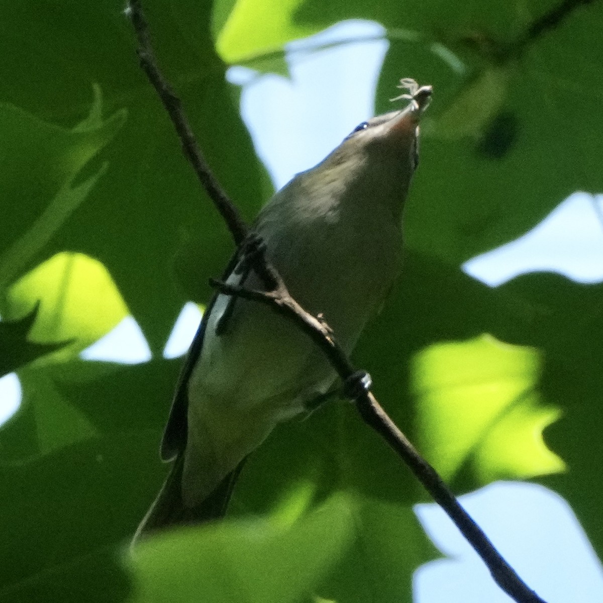 Red-eyed Vireo - ML619363935