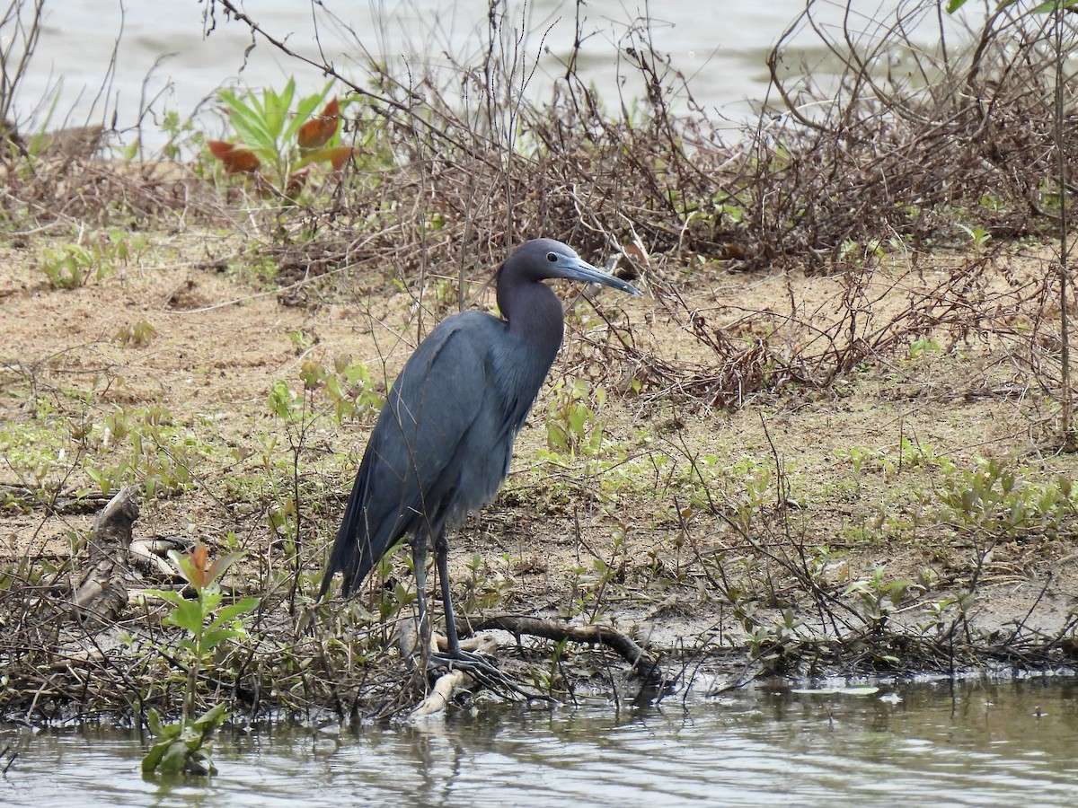 Little Blue Heron - Joey Magerl