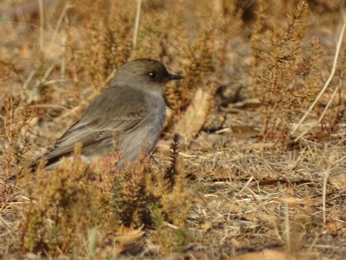 Dark-faced Ground-Tyrant - ML619363969