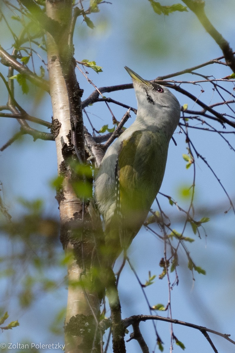 Gray-headed Woodpecker - Zoltan Poleretzky