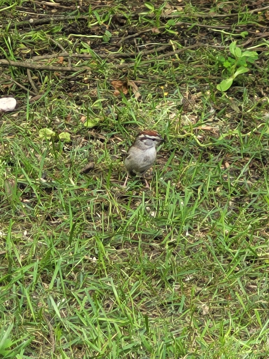 Chipping Sparrow - Aster Droste