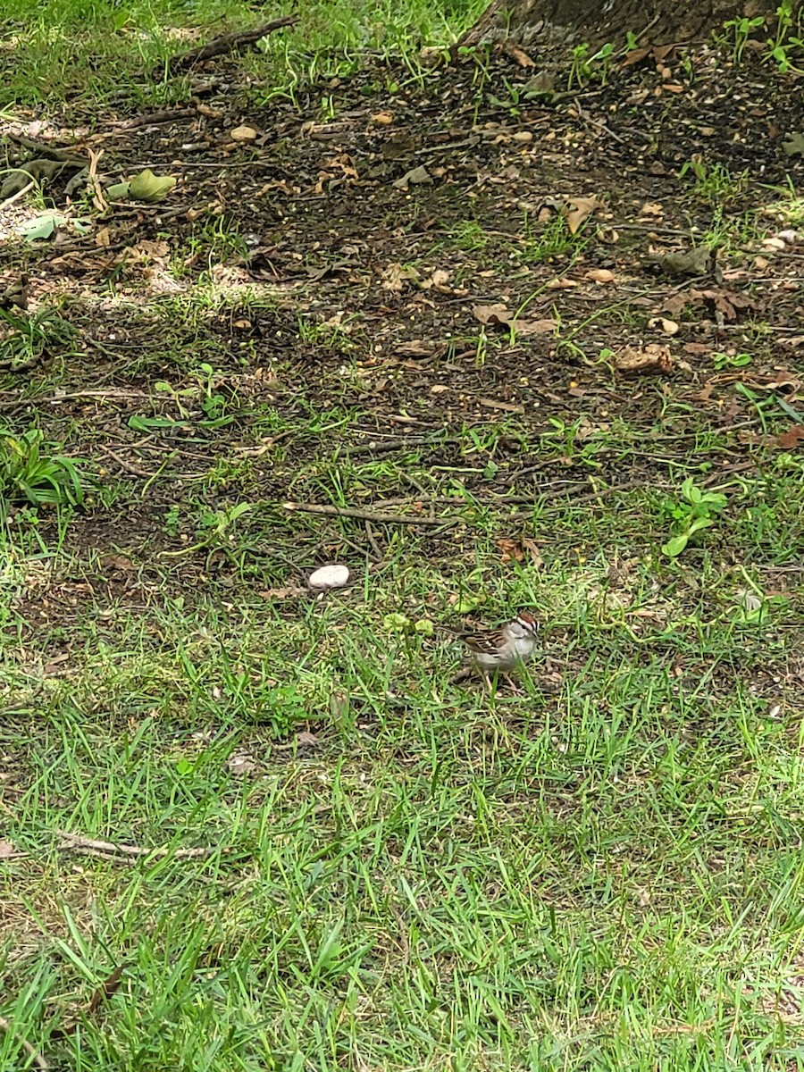 Chipping Sparrow - Aster Droste