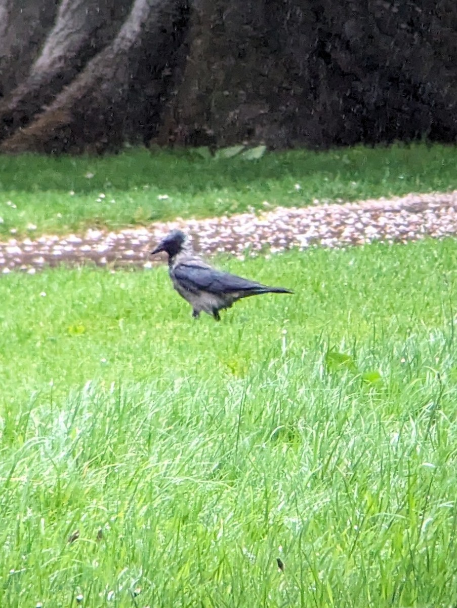 Hooded Crow - Davis Ingram