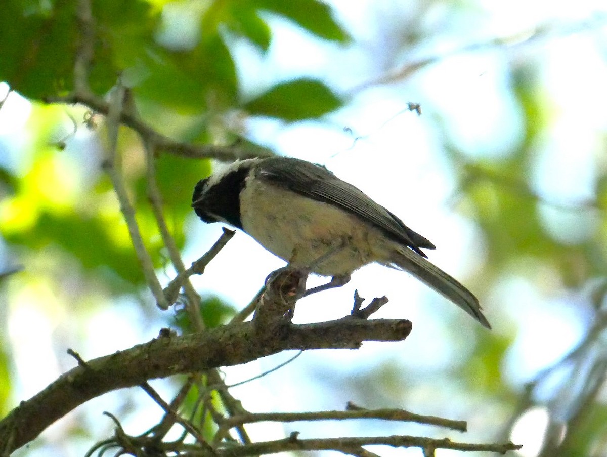 Carolina Chickadee - ML619364003