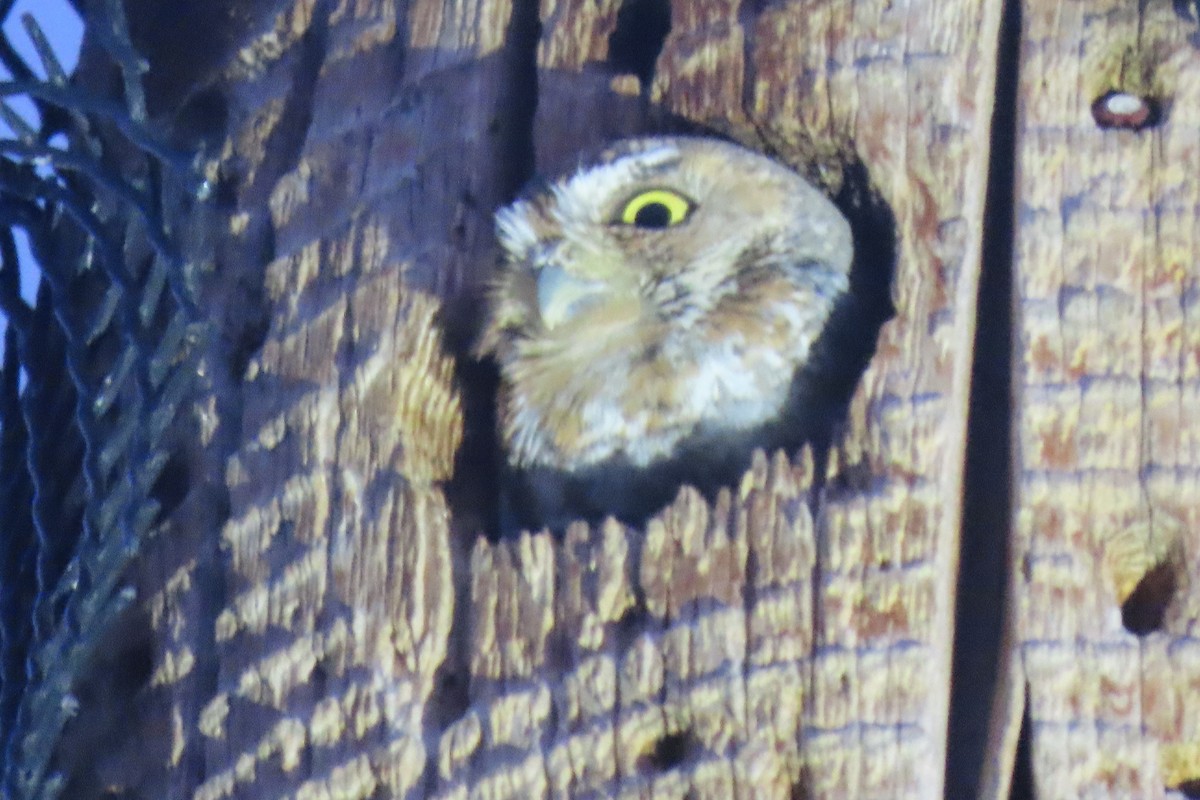 Elf Owl - Elaine Wagner