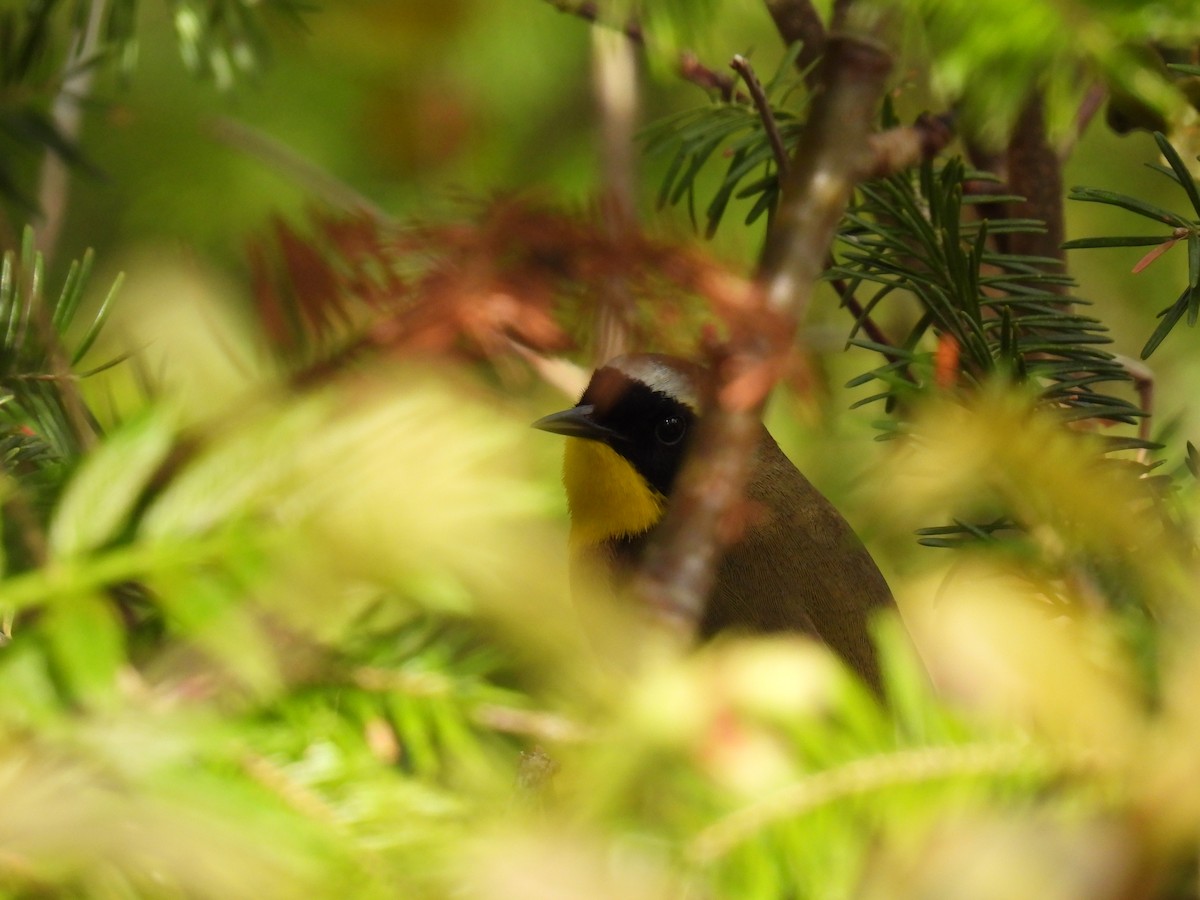 Common Yellowthroat - Donna DeJong