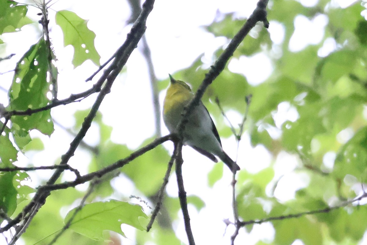 Yellow-throated Vireo - ML619364022