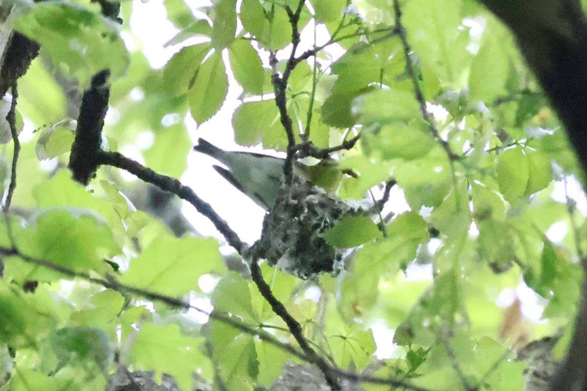 Yellow-throated Vireo - Eric Cameron