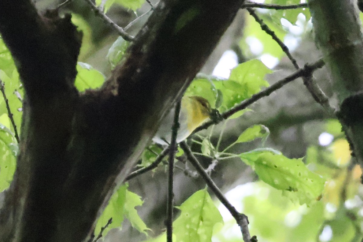 Yellow-throated Vireo - Eric Cameron