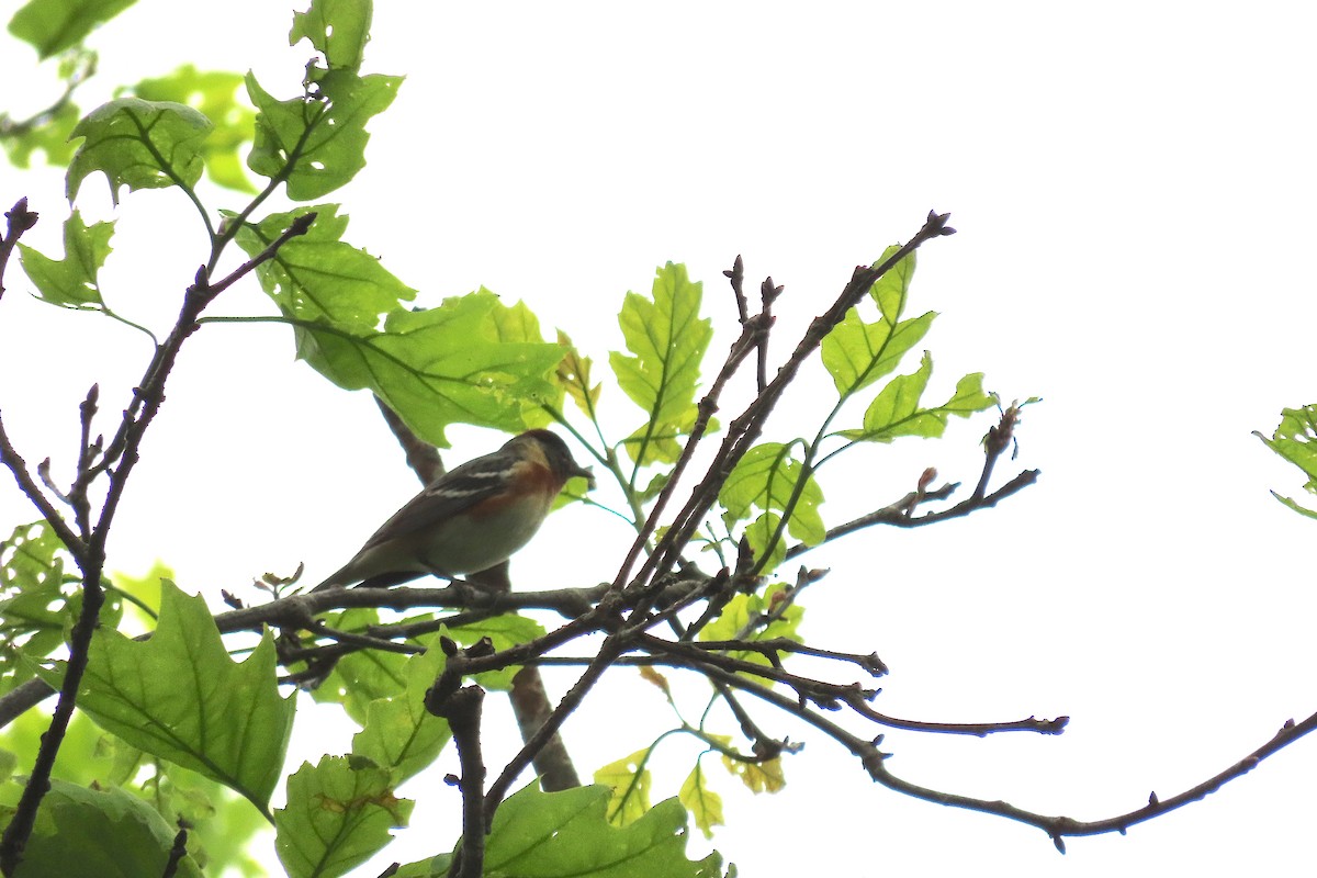 Bay-breasted Warbler - Catherine Boisseau