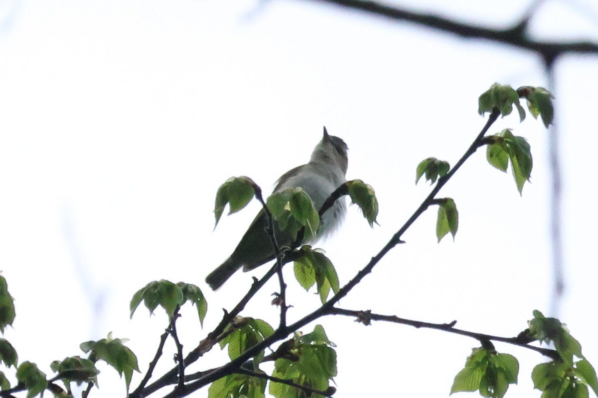 Red-eyed Vireo - Eric Cameron