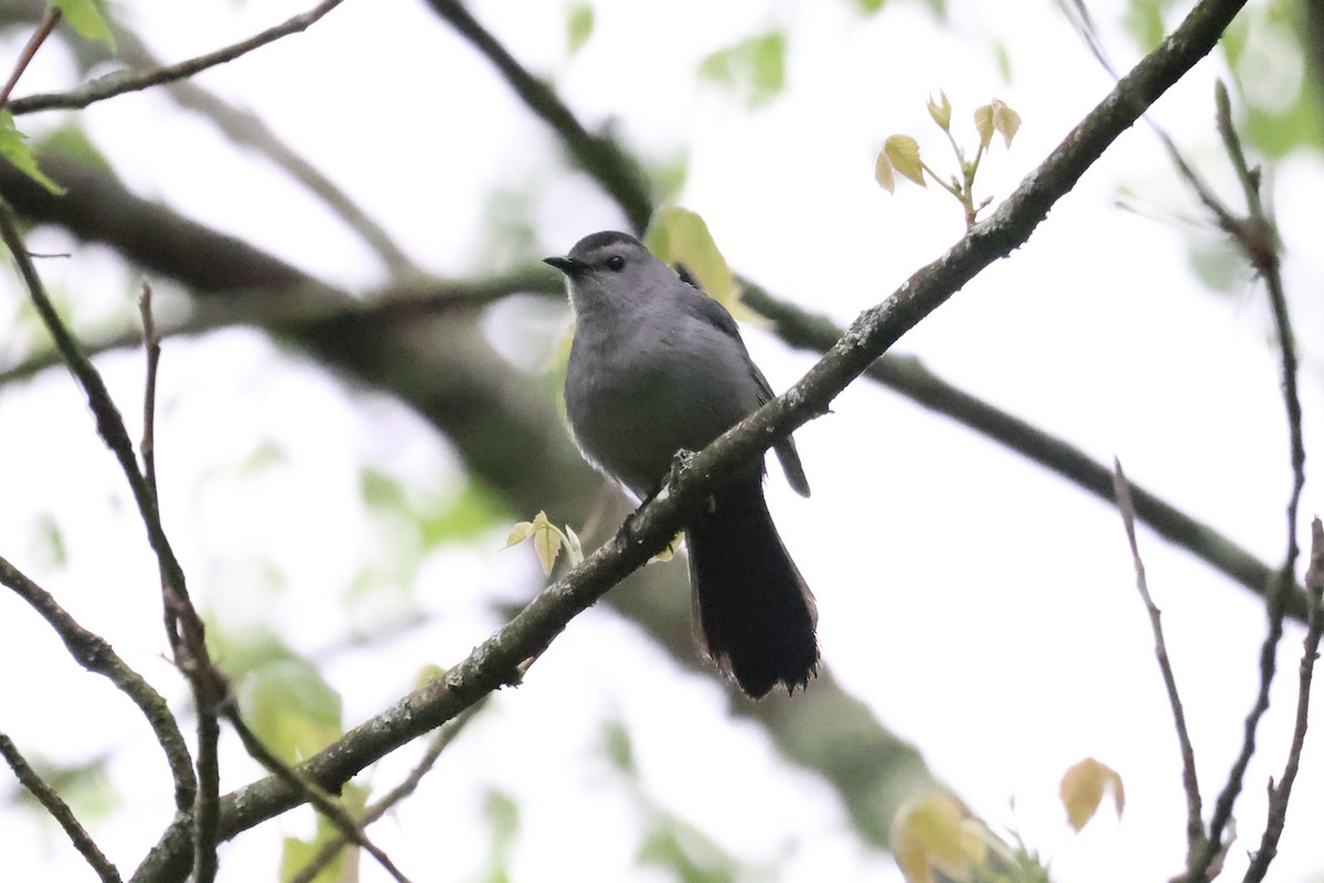 Gray Catbird - ML619364038