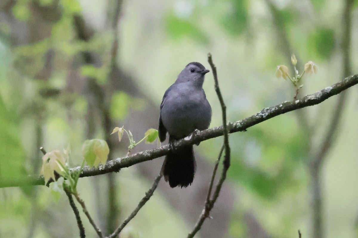 Gray Catbird - Eric Cameron