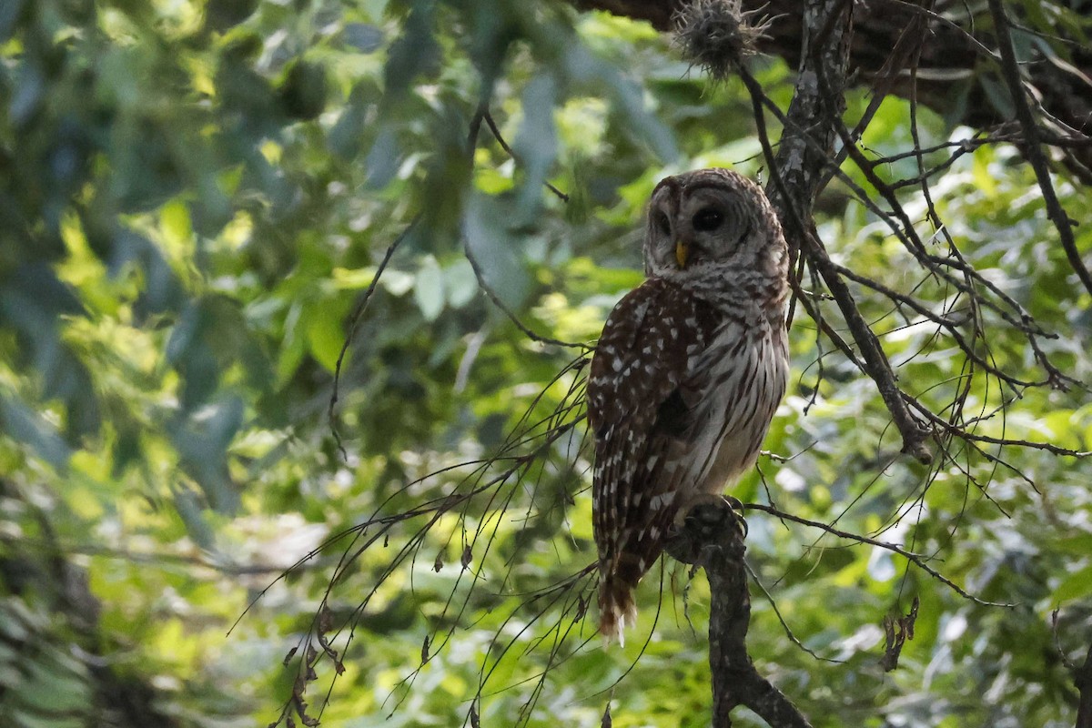 Barred Owl - Parker Marsh