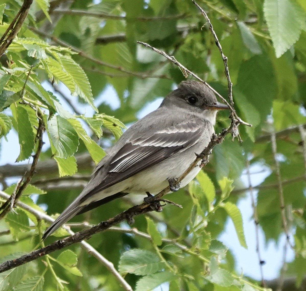 Western Wood-Pewee - Patricia Cullen